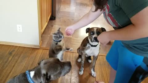 Cat and pit bulls patiently sit for treats