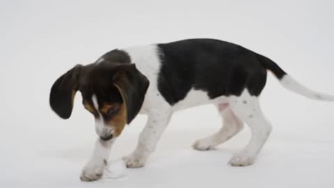 Funny puppy playing with ball himself