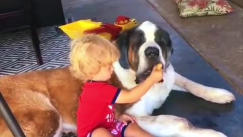 The dog saint bernard the rescue heroes best dog