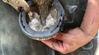 Great artistry of real horse shoeing