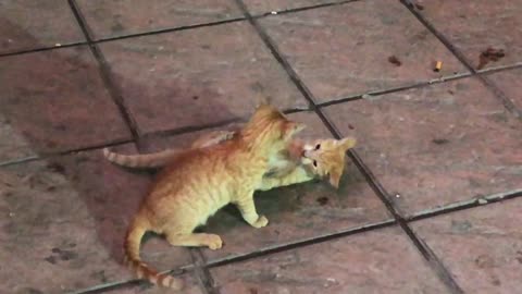 Watch how kittens gain skill from wear fighting exercises