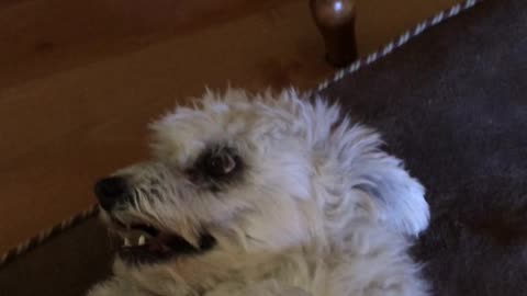 Vicious Little Dog Secretly Loves Belly Rubs