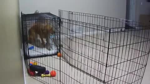 Golden retriever escape