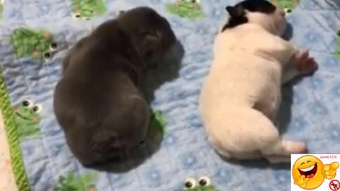Lovely dogs roll themselves in bright dreams