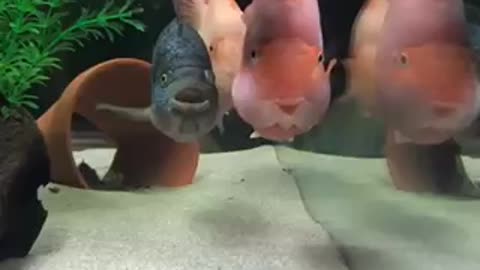 Adorable fishes