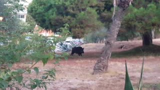 Wild boar captured on camera in Marbella urbanization