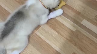 Husky puppy is playing toy, relaxing during his illness.