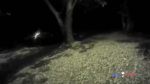 Raw Bodycam Video Shows Officer Shooting Charging Pit Bull
