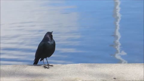 chirping bird with real sound