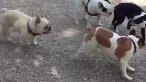 Dog park is French Bulldog heaven