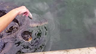 Trying to feed the baby sharks but the turtle says no!!
