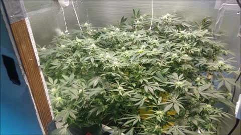 How to Grow Indoor Cannabis pt 4 (IPM)