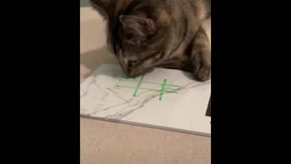 I play tic tac toe with my cat