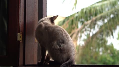 A Cat Resting On A Window Sill