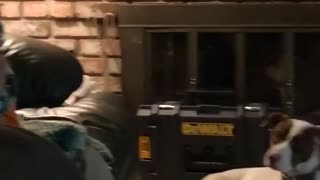 White dog with brown spots looks jealous of owner hugging toy on couch