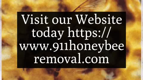 Galveston Bee Removal - 409-433-9055