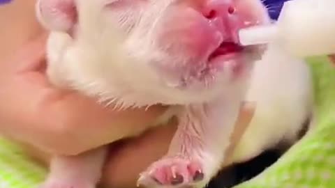 Adorable Pet Being Fed