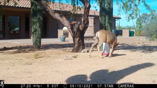 June 1-20 2021 Trail Camera, Tucson, AZ