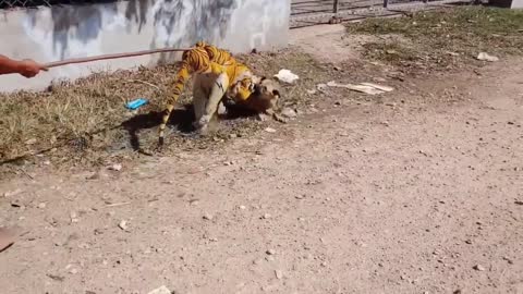 Fake Tiger is Prank Dog Very Funny Dog Try To Stop Laugh Challenges