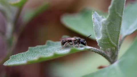 Bee On a Leaf