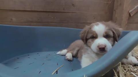 Cuddling With Baby Australian Shepherd Puppies