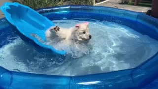 Samoyed takes a tumble into the pool