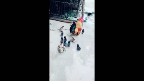 Funny and Cute Parrot Videos That Will Change Your Mood For Good - Funny Bird Videos
