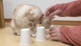 Cat plays Cup game-Cats and shuffle games