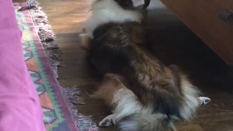 Brown and white dog howls on wooden floor