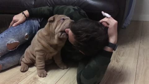 Sharpei Puppy Plays with Dad