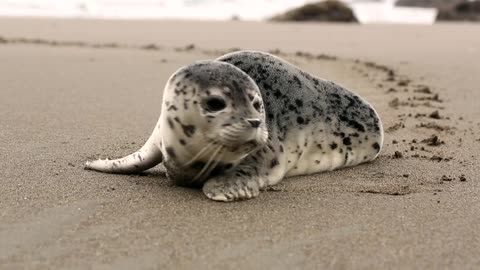 Seal 💋