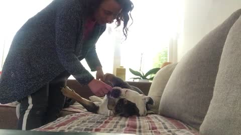 Lazy Bulldog Does Not Want To Go For A Walk