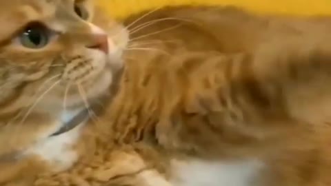 Funniest cats compilation
