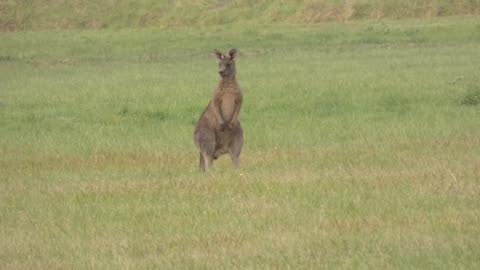 Kangaroo Melbourne Australia