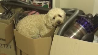 Silly doggy decides to sleep in cardboard box