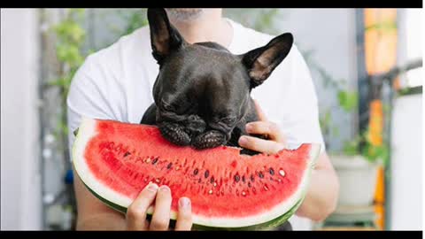 Which fruit is bad for dogs?