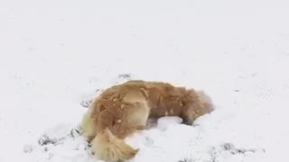 Golden retriever rolls around in the snow
