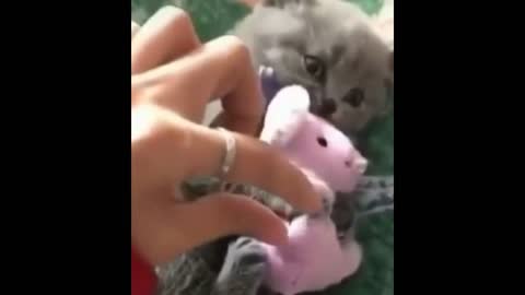 A cute cat embraces a mouse 😂
