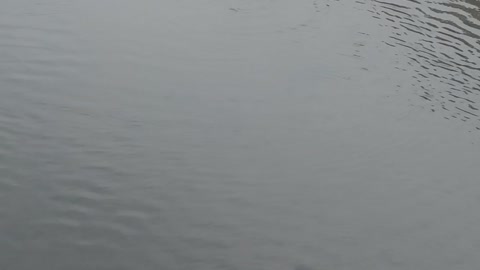 ducks on the river 2