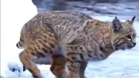 how much a tiger can jump watch this video to know . tiger cross a huge river by jumping