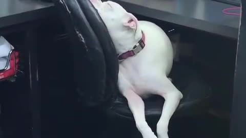 Exhausted Doggy Falls Asleep On Office Chair