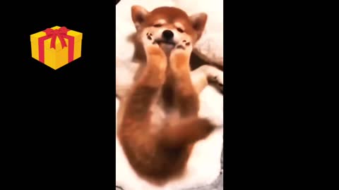 Cute baby dog funny moments 😄