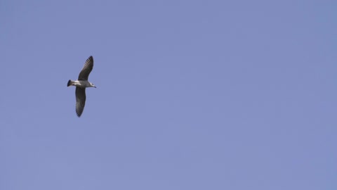 Bird Flying In Blue Sky