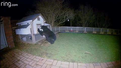 Bear in the backyard