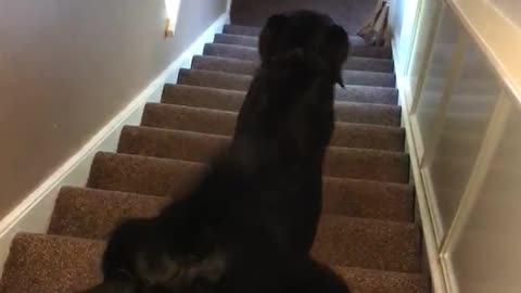 Dog Uses Unpleasant Technique to Get Down Stairs