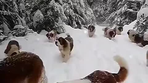 Adorable St. Bernard Dogs playing in the snow