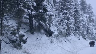 Bison Uses Snowy Hill as a Slide