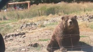 Brown bear eating food tossed at it