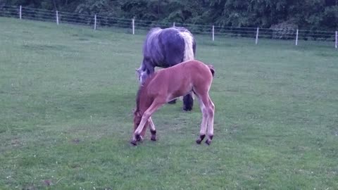 Foal's legs are too long, adorably struggles to eat grass