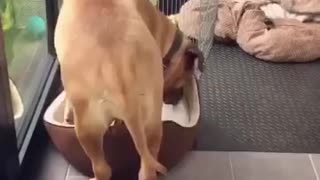 Perro lucha por caber en una pequeña cama para cachorros